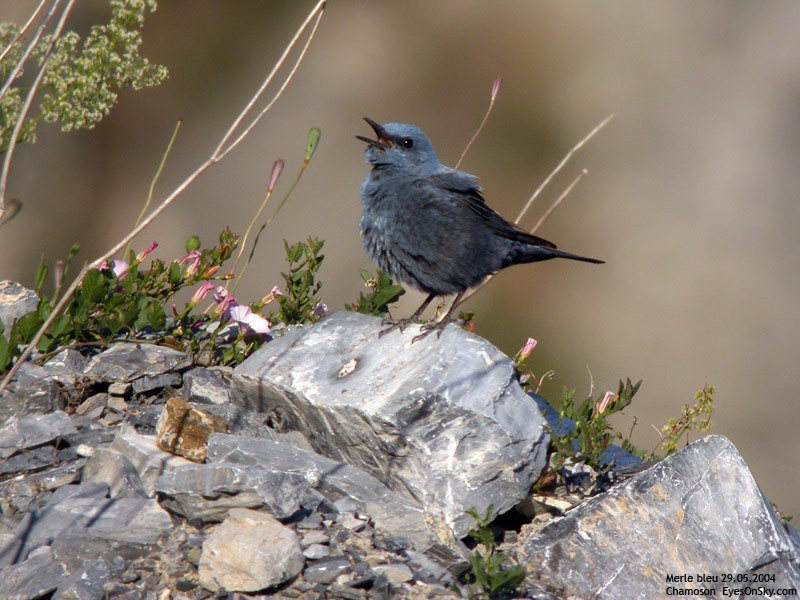 Nature/Birds/J-O/merle_bleu_DSCN5429.jpg