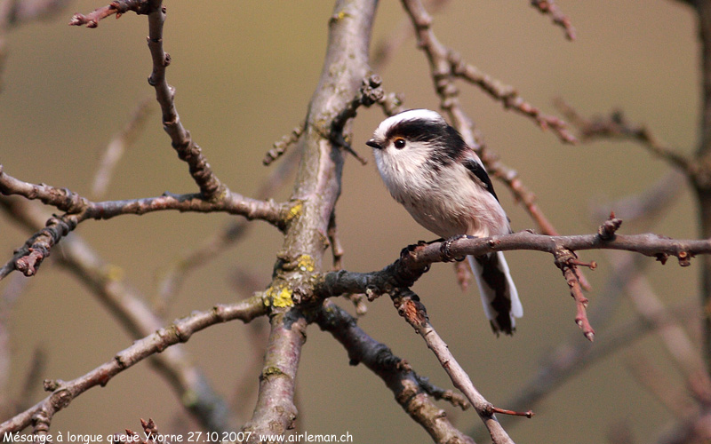 Nature/Birds/J-O/mesange-a-longue-queue-IMG_1217.jpg