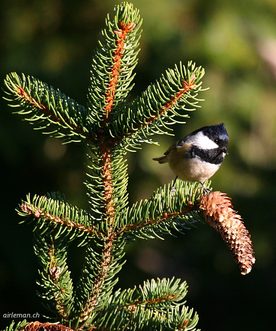 Nature/Birds/J-O/mesange-noire-IMG_8517.jpg