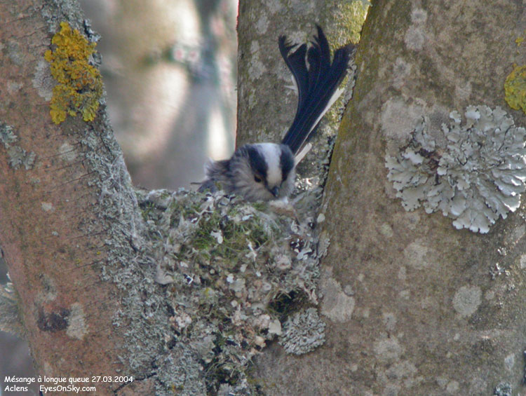 Nature/Birds/J-O/mesange_a_longue_queue_DSCN1800.jpg