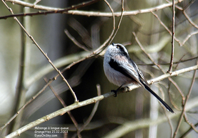 Nature/Birds/J-O/mesange_a_longue_queue_DSC_4227.jpg