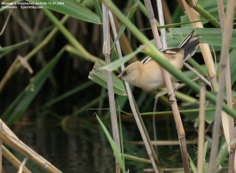 Nature/Birds/J-O/mesange_a_moustaches_IMG_4291.jpg