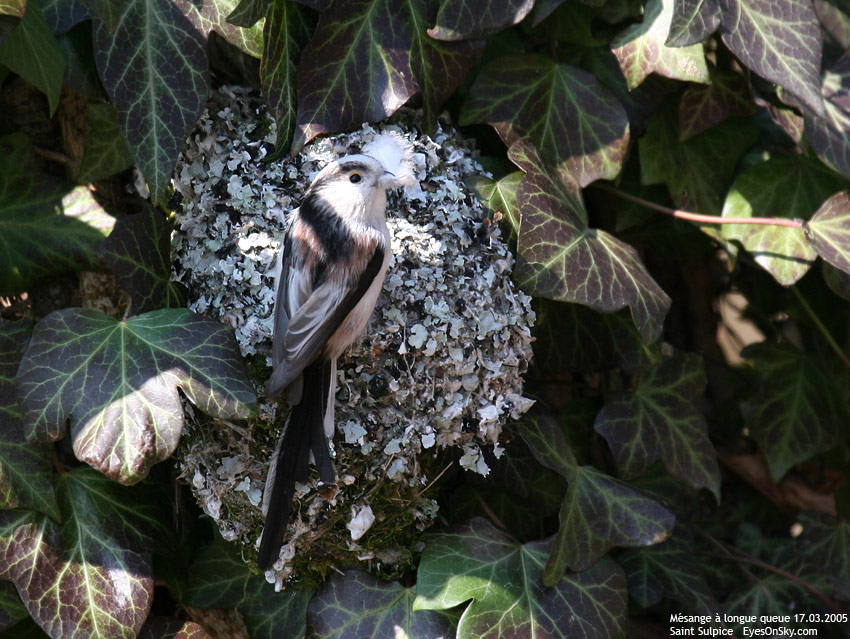Nature/Birds/J-O/mesange_alongue_queue_IMG_6499.jpg