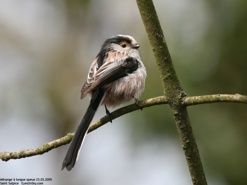 Nature/Birds/J-O/mesange_alongue_queue_IMG_7461.jpg