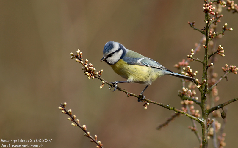 Nature/Birds/J-O/mesange_bleue_IMG_1374.jpg