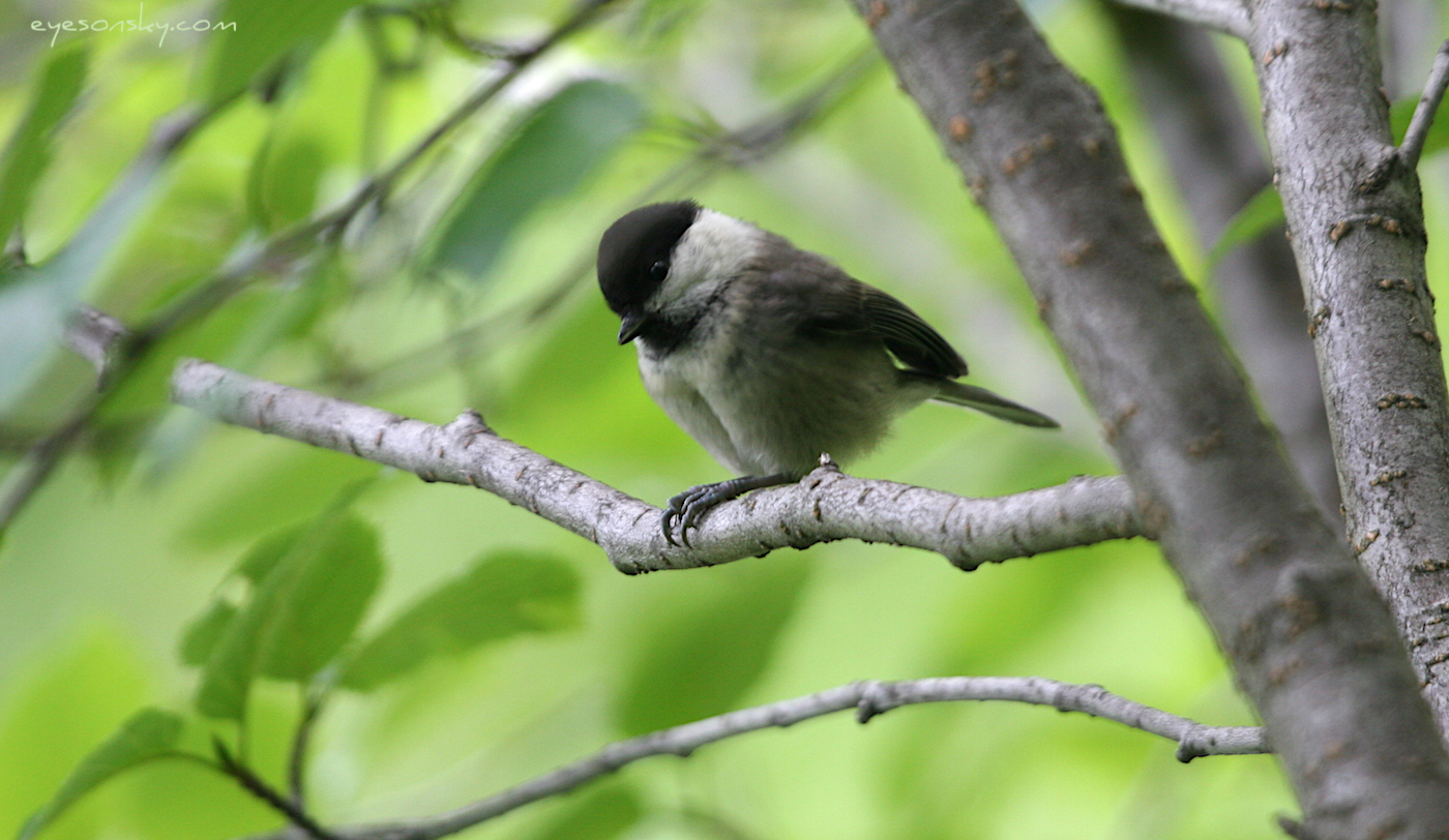 Nature/Birds/J-O/mesange_boreale_IMG_2076.jpg