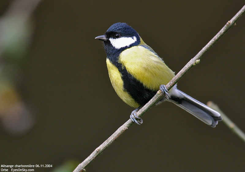 Nature/Birds/J-O/mesange_charbonniere_IMG_8220.jpg