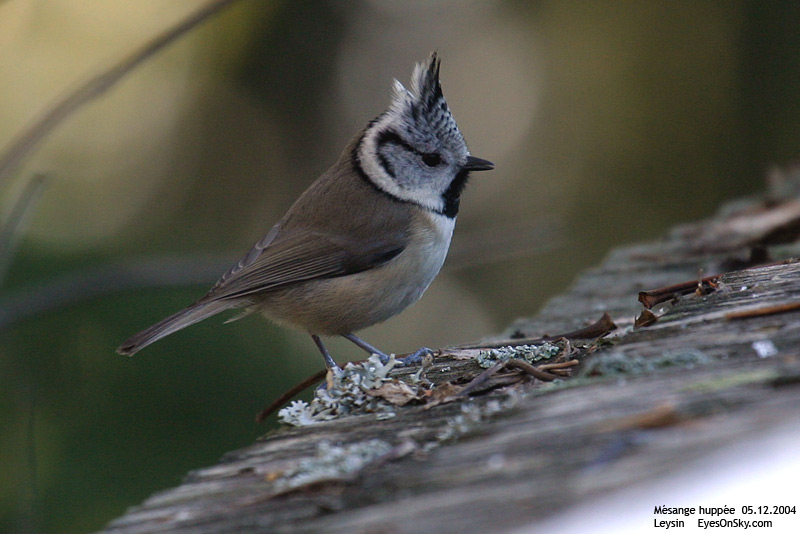 Nature/Birds/J-O/mesange_huppee_IMG_9377.jpg