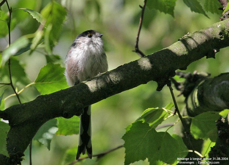 Nature/Birds/J-O/mesange_longue_queue_IMG_6066.jpg