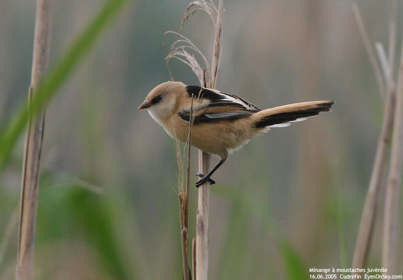 Nature/Birds/J-O/mesange_moustaches_IMG_0183.jpg
