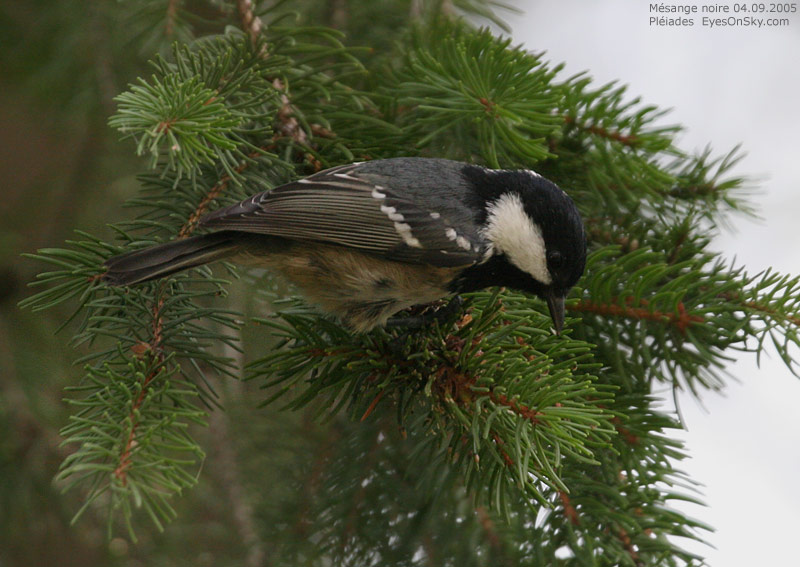 Nature/Birds/J-O/mesange_noire_IMG_6658.jpg
