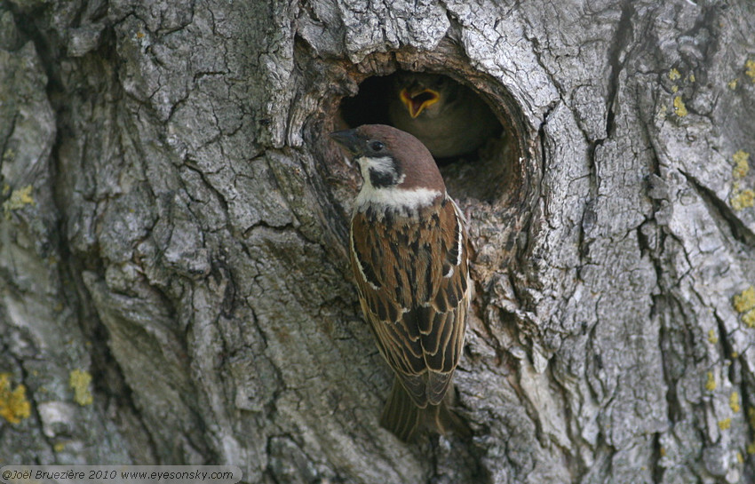 Nature/Birds/J-O/moineau-friquet-IMG_8968.jpg