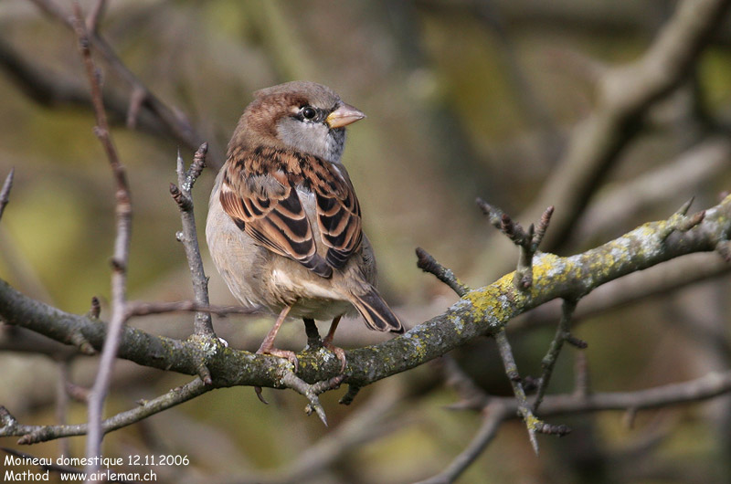 Nature/Birds/J-O/moineau_domestique_IMG_7368.jpg