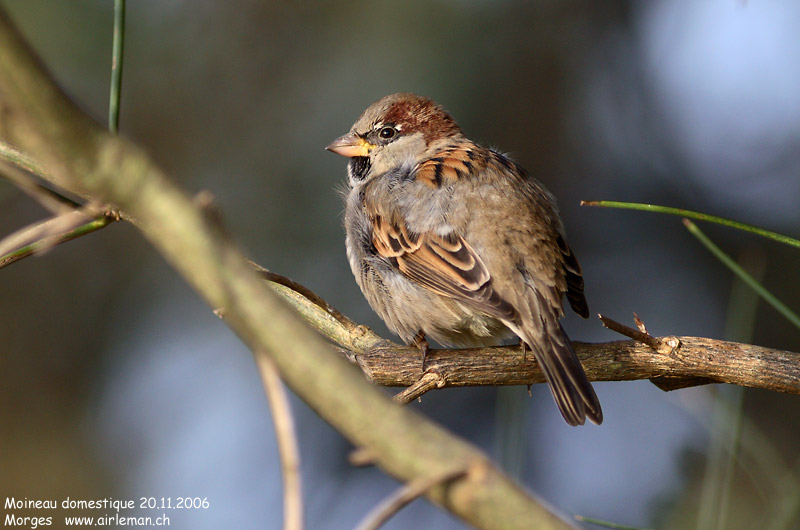 Nature/Birds/J-O/moineau_domestique_IMG_8397.jpg