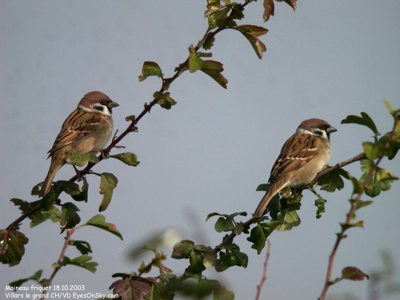 Nature/Birds/J-O/moineau_friquet_DSCN1133.jpg