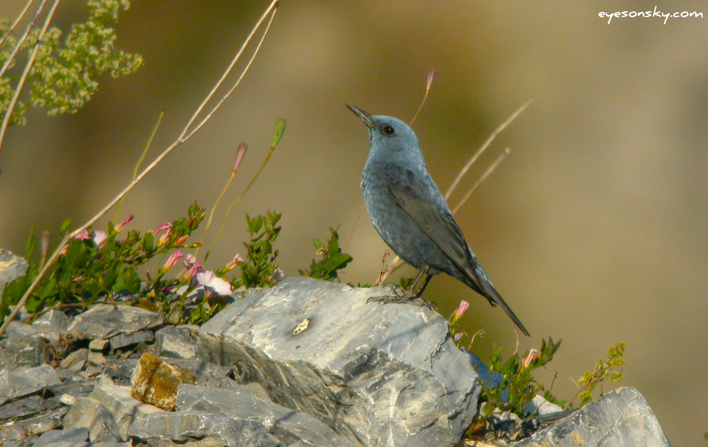 Nature/Birds/J-O/monticole-bleu-IMG_5422.jpg