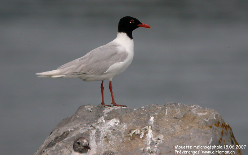 Nature/Birds/J-O/mouette-melanocephale-DSCN0179.jpg
