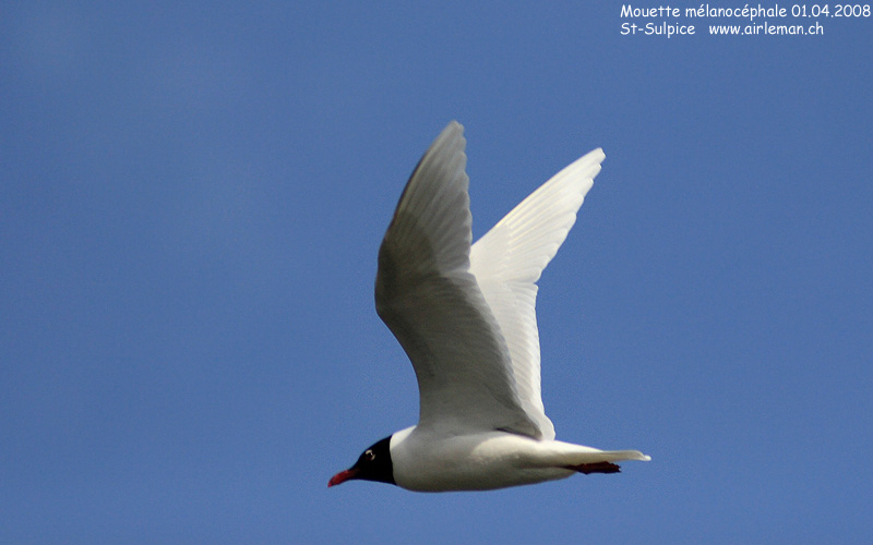 Nature/Birds/J-O/mouette-melanocephale-IMG_2795.jpg