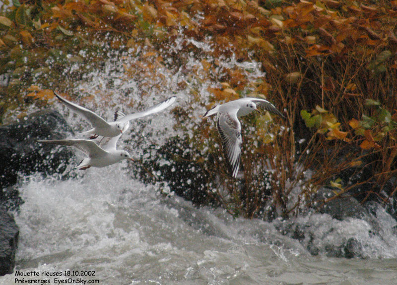 Nature/Birds/J-O/mouette_rieuse_DSC_1713.jpg