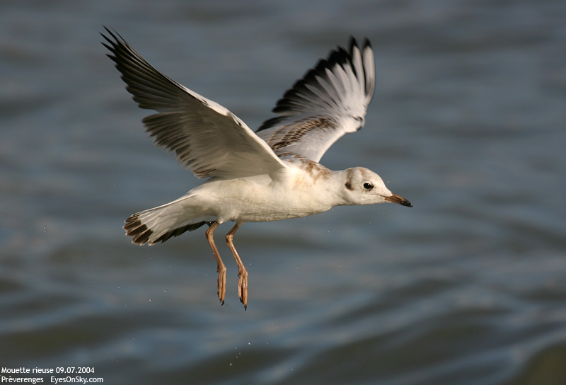 Nature/Birds/J-O/mouette_rieuse_IMG_4215.jpg