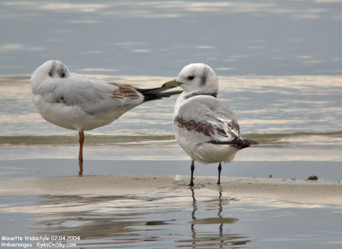 Nature/Birds/J-O/mouette_tridactyle_DSCN2134.jpg