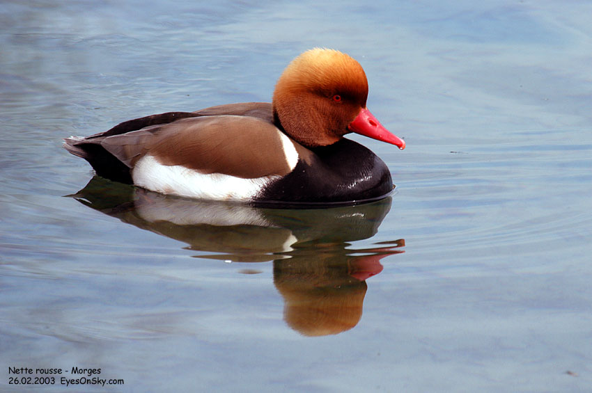 Nature/Birds/J-O/nette_rousse_DSC_4372.jpg
