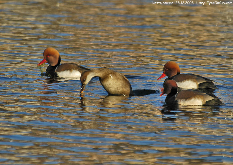 Nature/Birds/J-O/nette_rousse_DSC_4876.jpg