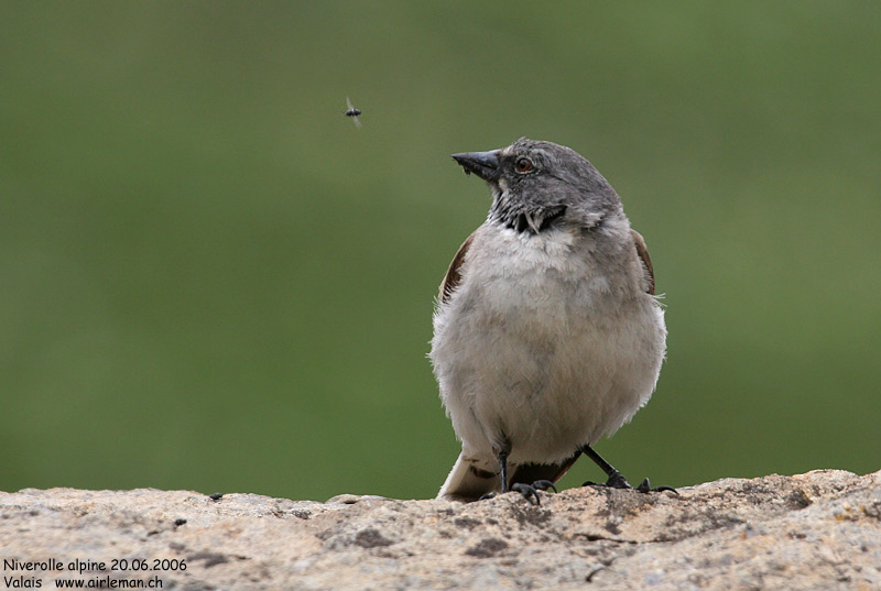 Nature/Birds/J-O/niverolle_alpine_IMG_9423.jpg