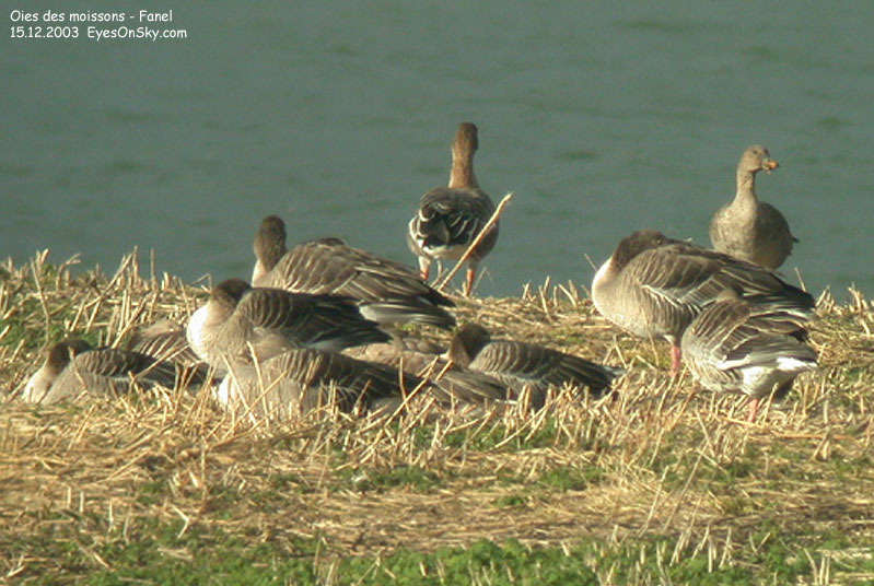 Nature/Birds/J-O/oie_des_moissons_DSCN7562.jpg