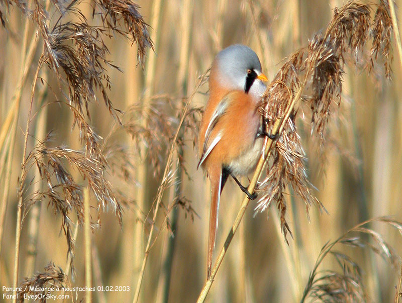 Nature/Birds/P/panure_a_moustaches_DSCN8116.jpg