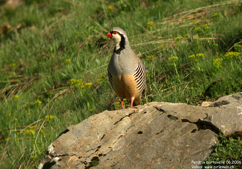 Nature/Birds/P/perdrix_bartavelle_DSCN7484.jpg