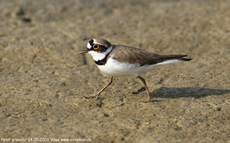 Nature/Birds/P/petit-gravelot-IMG_3484.jpg
