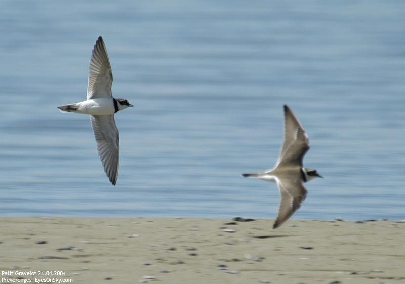 Nature/Birds/P/petit_gravelot_DSC_7144.jpg