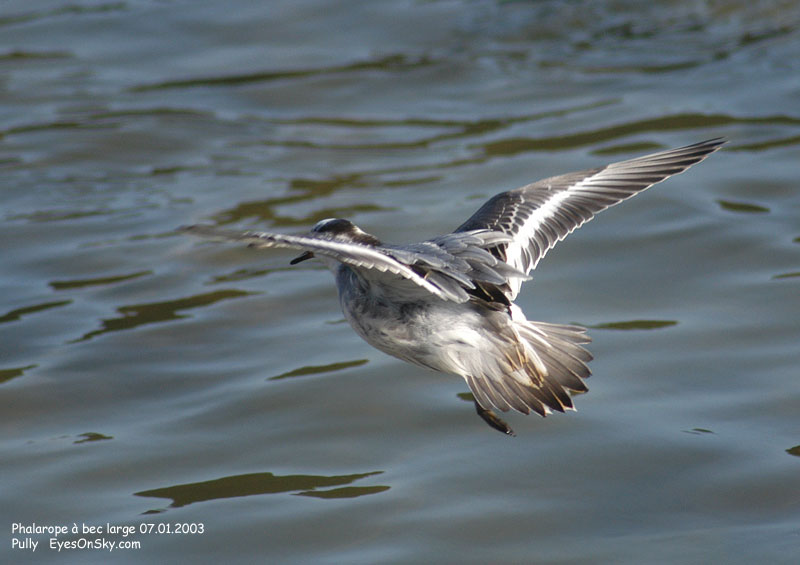 Nature/Birds/P/phalarope_a_bec_large_DSC_3097.jpg