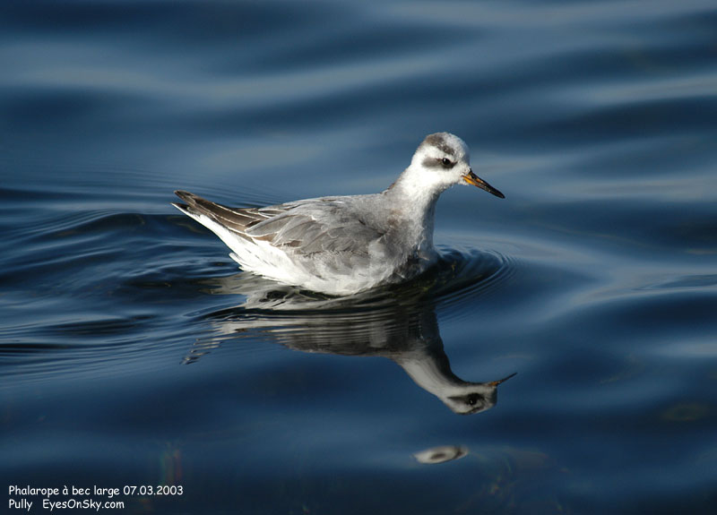 Nature/Birds/P/phalarope_a_bec_large_DSC_4477.jpg