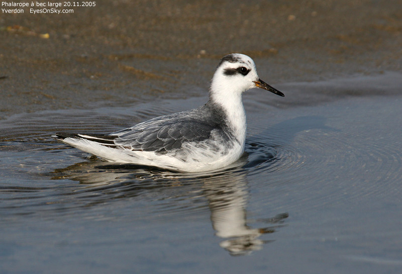 Nature/Birds/P/phalarope_a_bec_large_IMG_6880.jpg