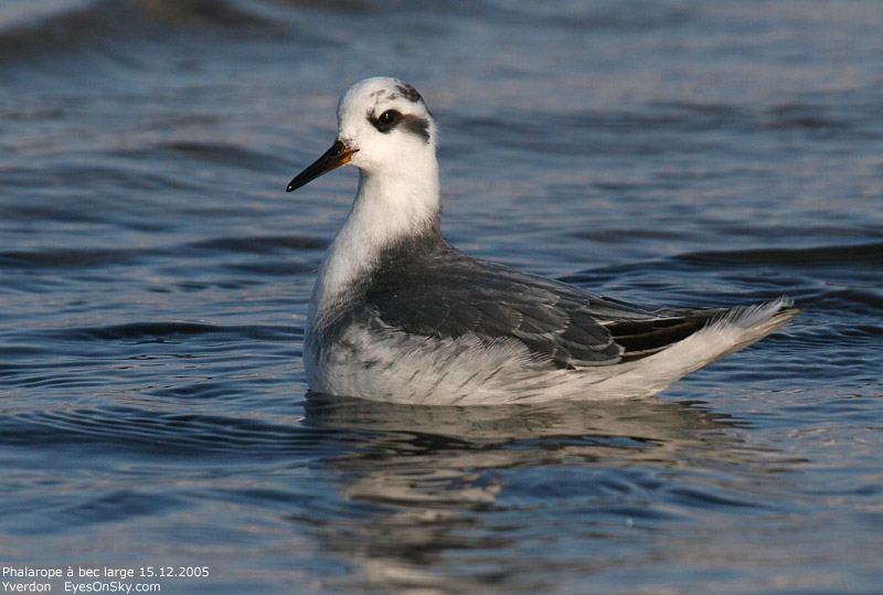 Nature/Birds/P/phalarope_bec_large_IMG_0400.jpg