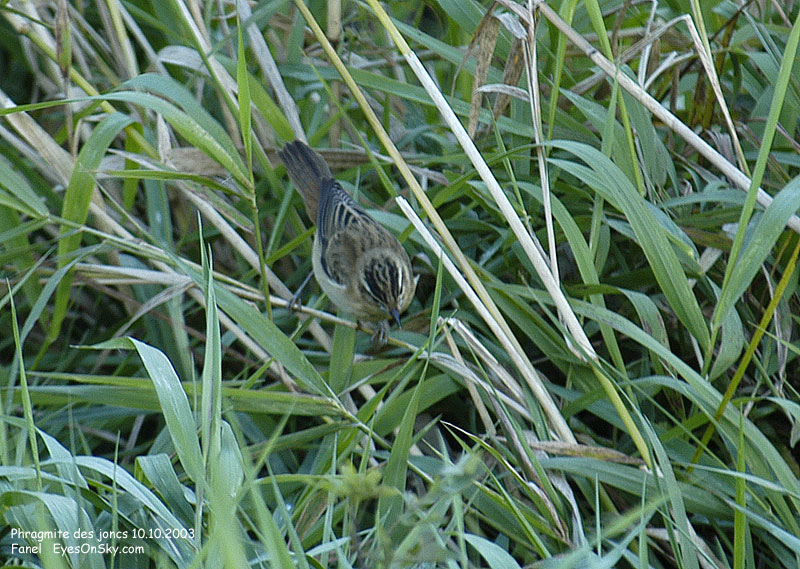 Nature/Birds/P/phragmite_des_joncs_DSC_3857.jpg