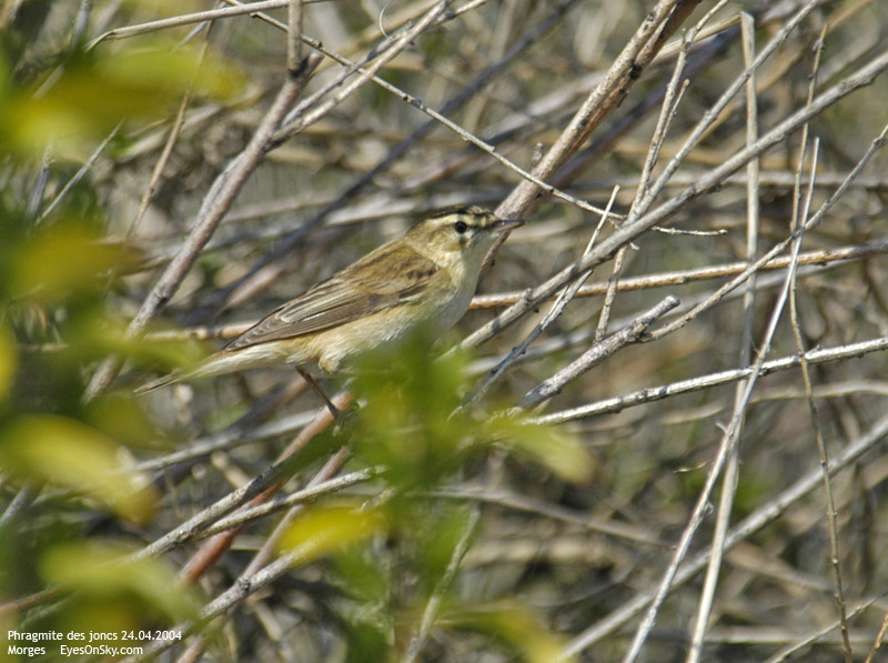 Nature/Birds/P/phragmite_des_joncs_DSC_7198.jpg