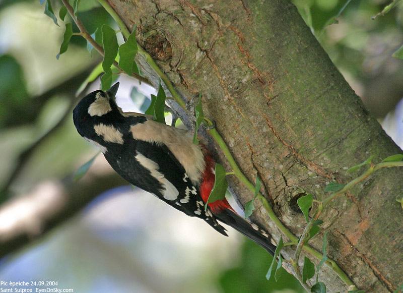 Nature/Birds/P/pic_epeiche_IMG_6393.jpg