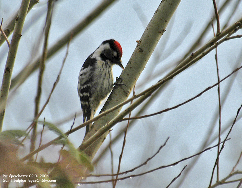 Nature/Birds/P/pic_epeichette_DSC_5113.jpg