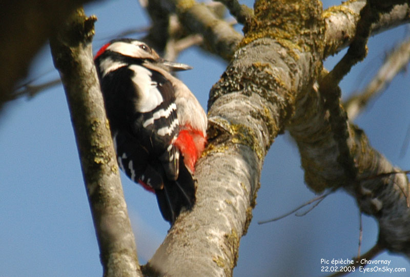 Nature/Birds/P/pic_epieche_DSC_4264.jpg