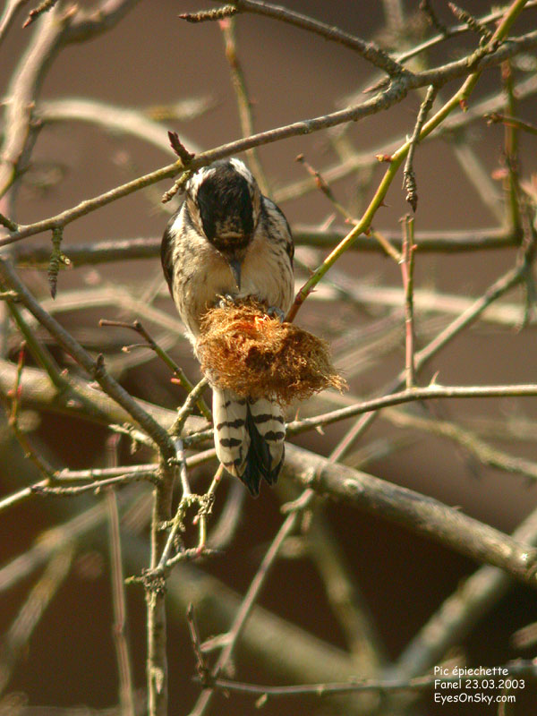 Nature/Birds/P/pic_epiechette_DSCN8924.jpg