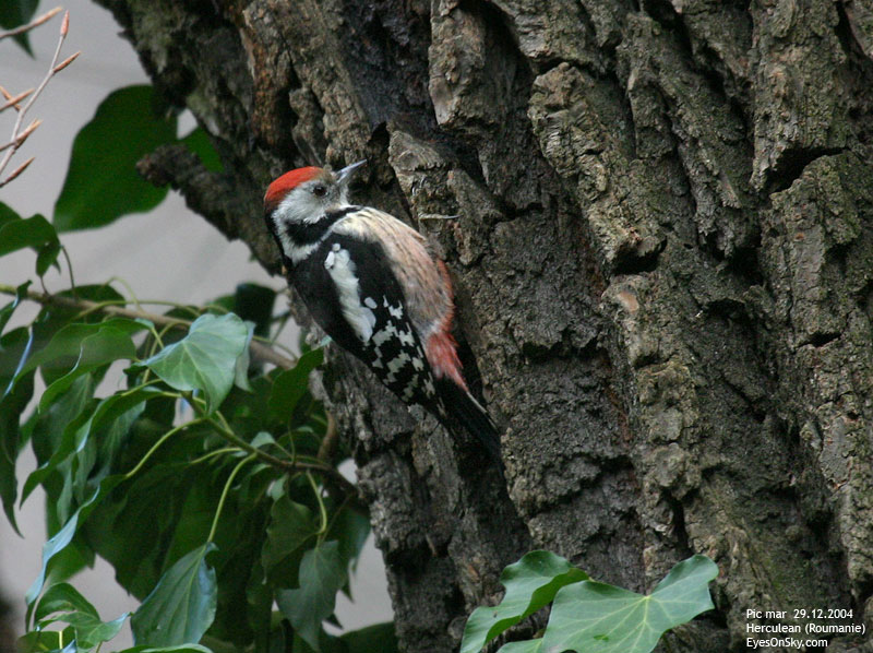 Nature/Birds/P/pic_mar_IMG_0358.jpg