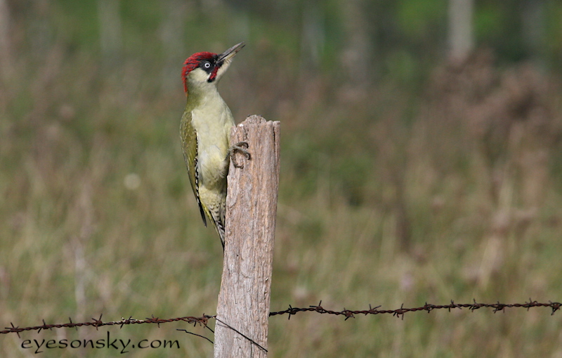 Nature/Birds/P/pic_vert_IMG_3206.jpg
