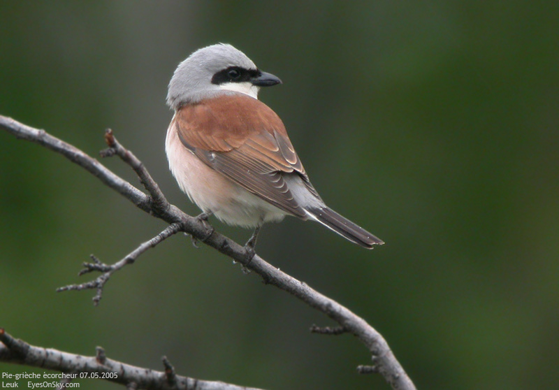 Nature/Birds/P/pie-grieche_ecorcheur_DSCN2912.jpg