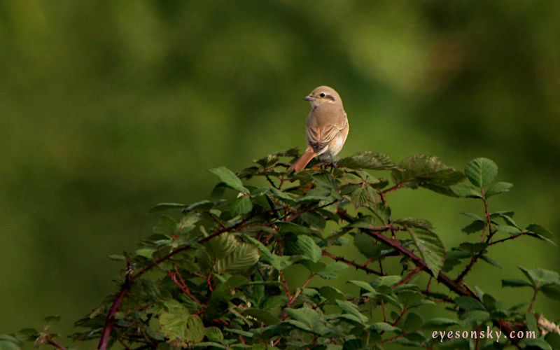 Nature/Birds/P/pie-grieche_isabelle_DSCN8901.jpg