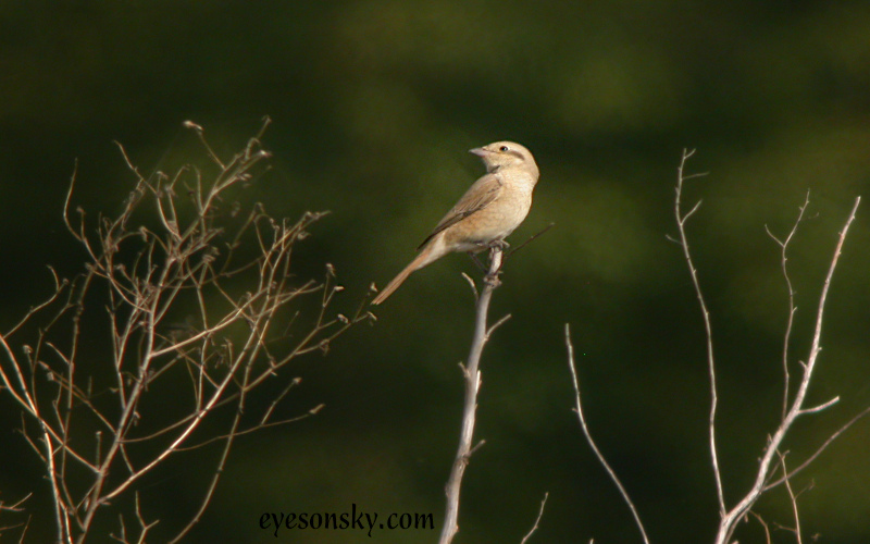 Nature/Birds/P/pie-grieche_isabelle_DSCN8938.jpg