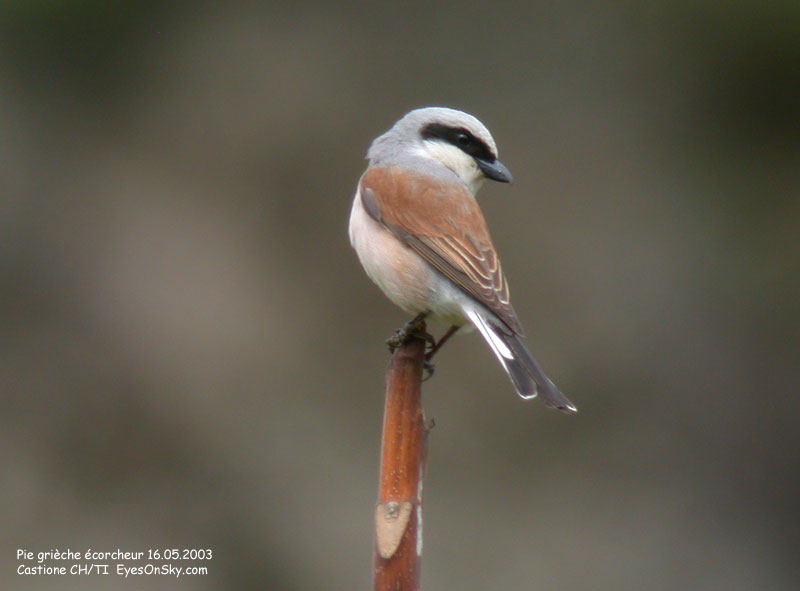 Nature/Birds/P/pie_grieche_ecorcheur_DSCN9992.jpg