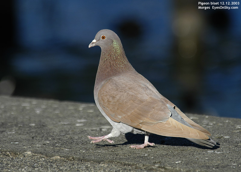Nature/Birds/P/pigeon_biset_DSC_4478.jpg